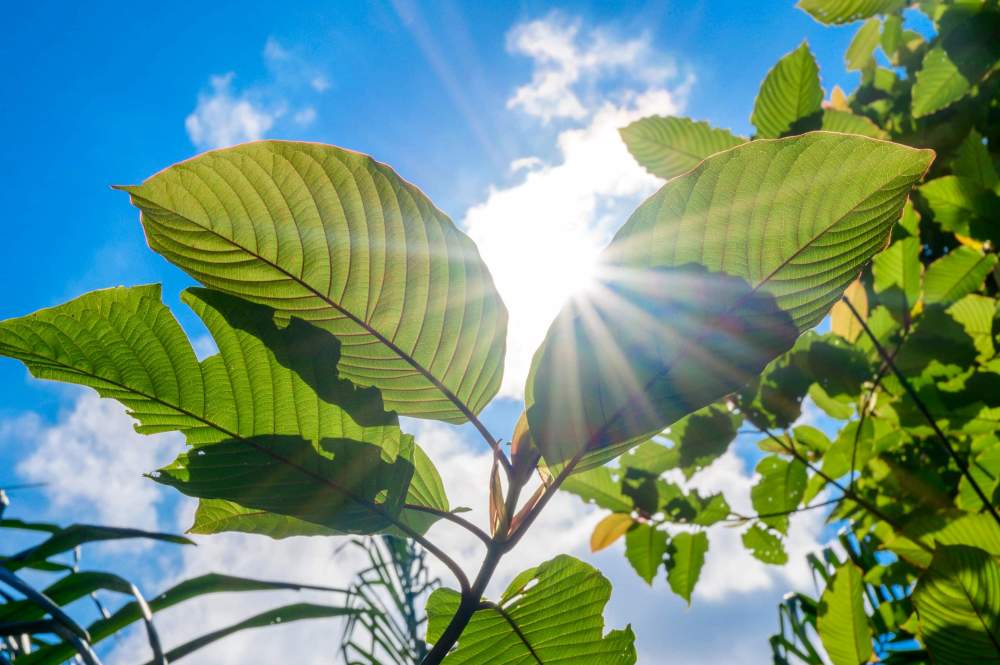 Mitragynin a další alkaloidy v kratomu